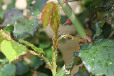 Aphids on rose buds