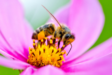 Bees