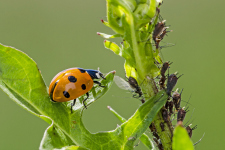 Ladybird hunting aphids.