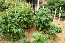 Garden Stakes