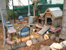 Guinea pig pen with seats for the kids. 