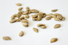 Pumpkin seed ready for drying.