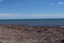 What is seaweed extract?