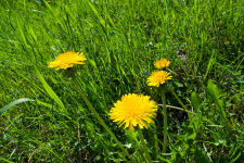 What is a weed?