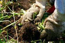 Getting Rid of Weeds in the Garden