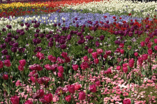 Planting Bulbs