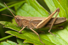 Grasshoppers