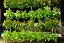 What is a hydroponic garden?