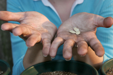 Planting Seeds into Pots