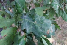 Powdery Mildew