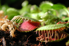 What is a carnivorous plant?